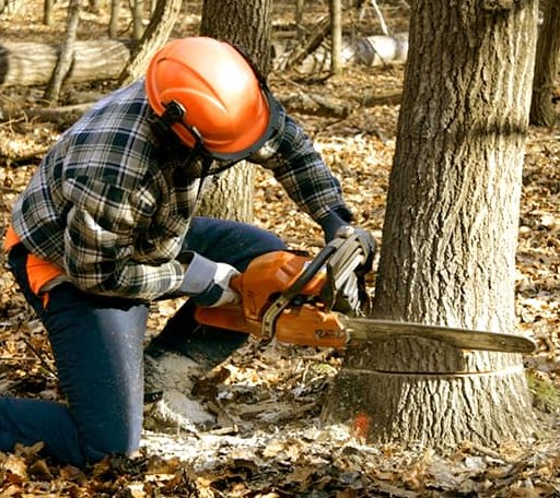 Tree Removal in Crystal Beach, FL